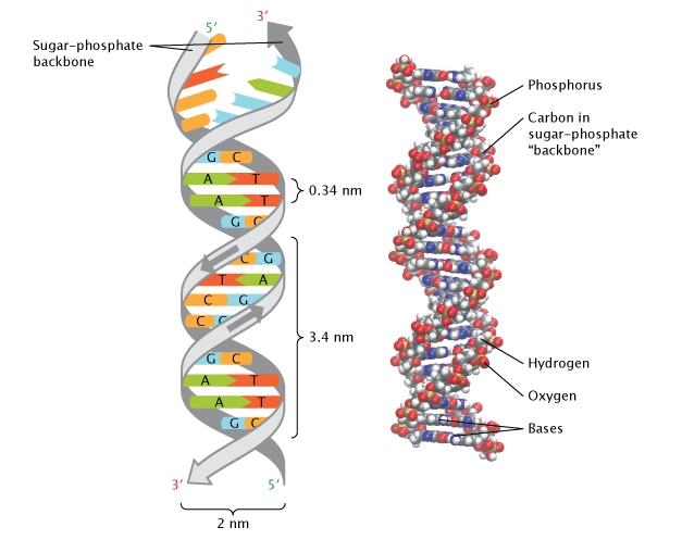 Double helix.jpg