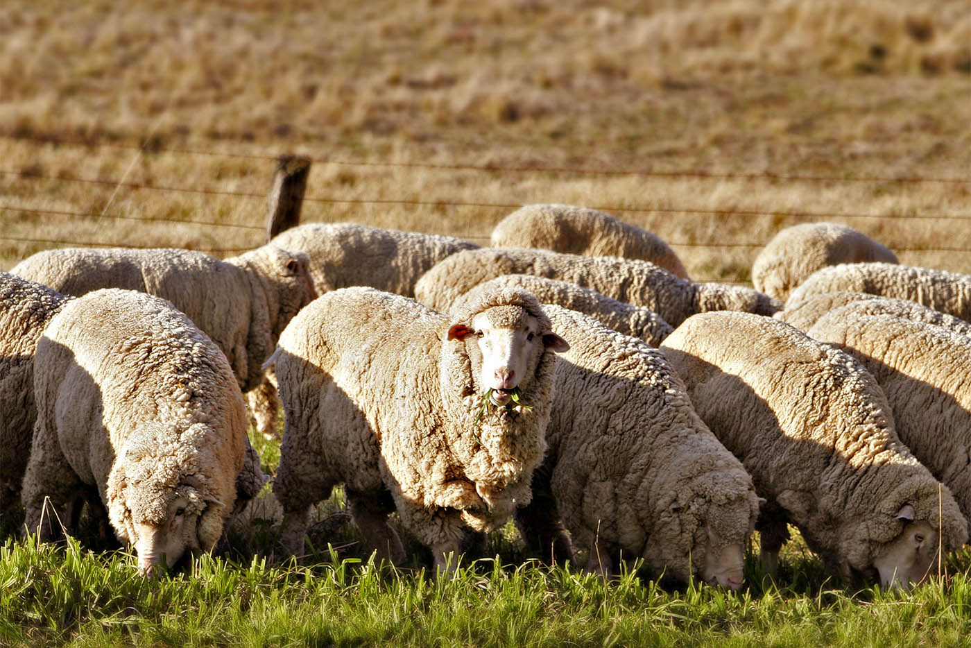 Sheep_eating_grass.jpg