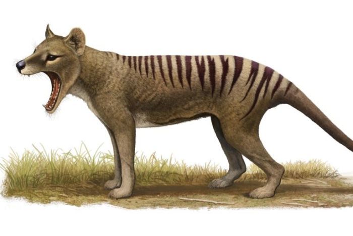 Tasmania Tiger.jpg